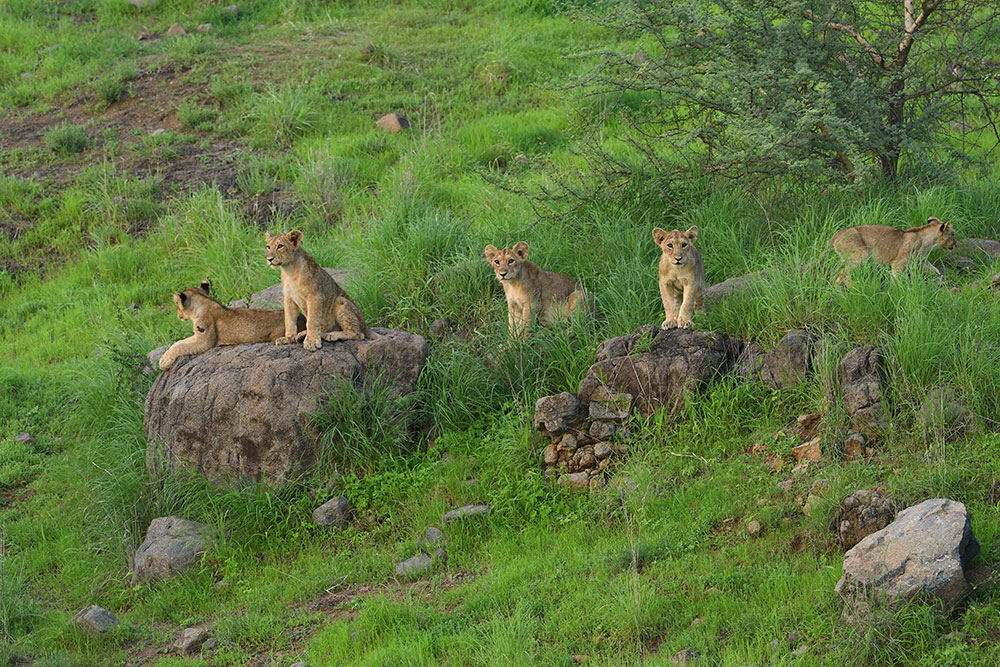Gir national park image